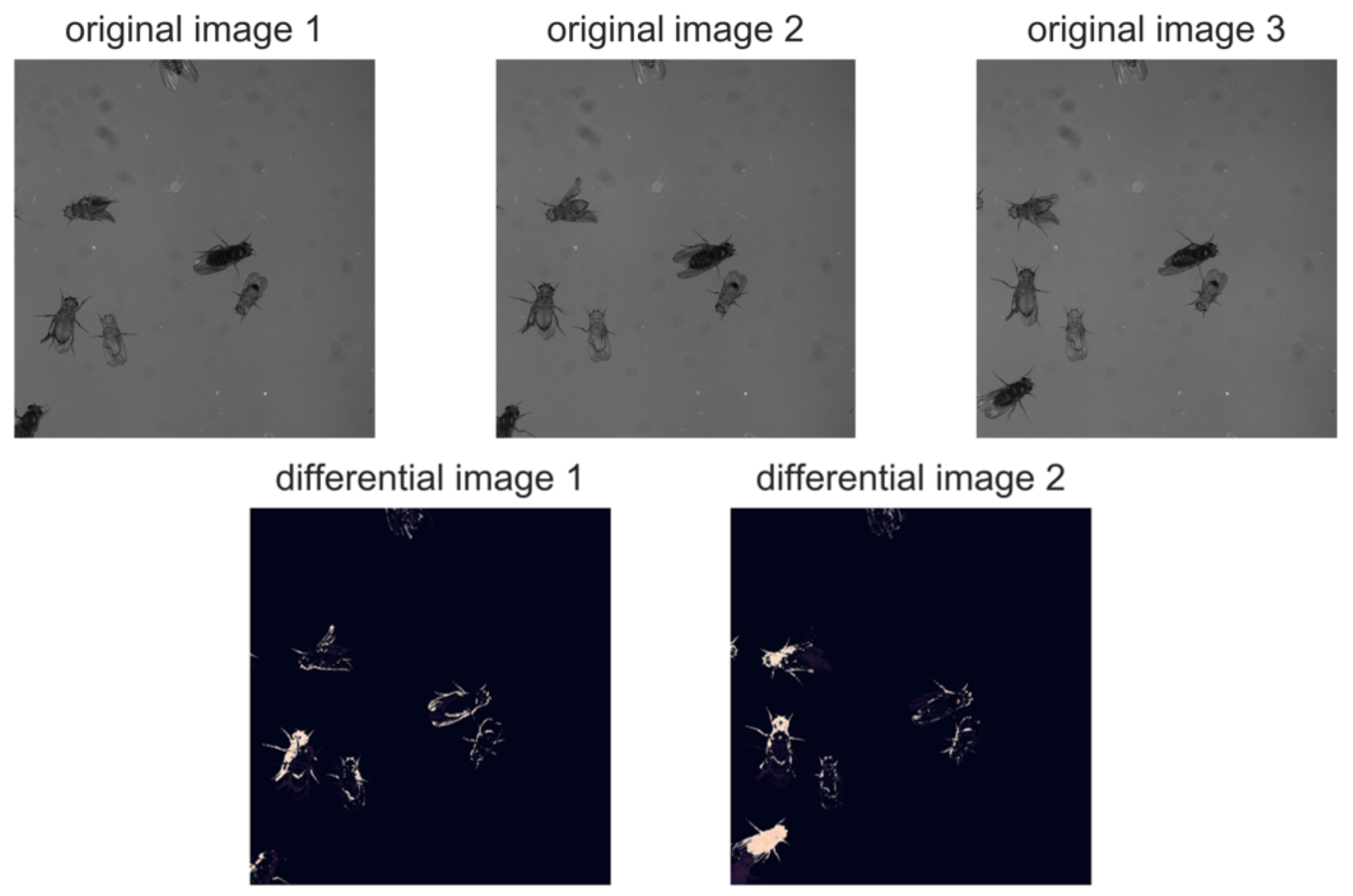 Accelerating Biological Imaging: Real Time Differential Image Compression